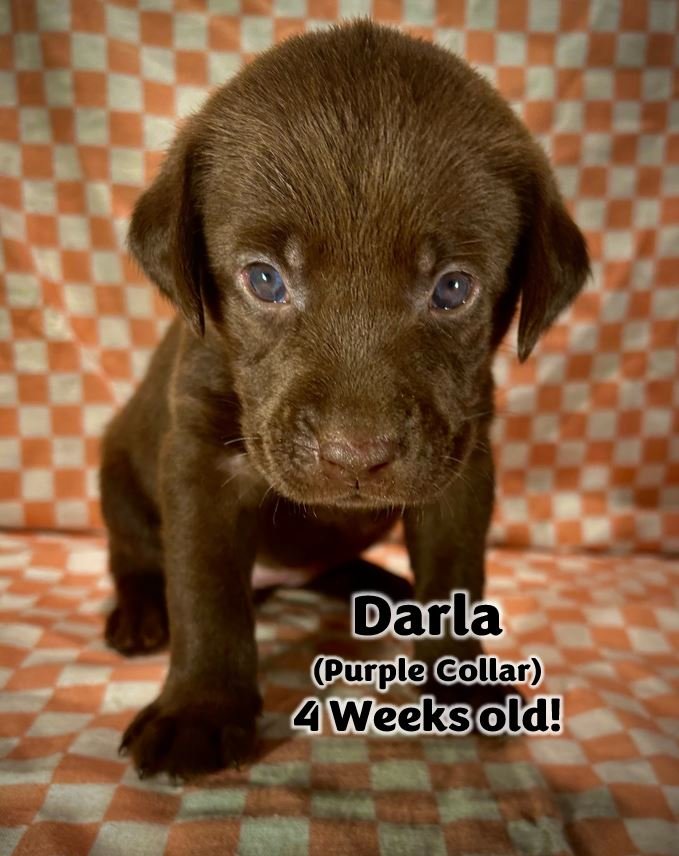 Chocolate Labrador Retriever puppy