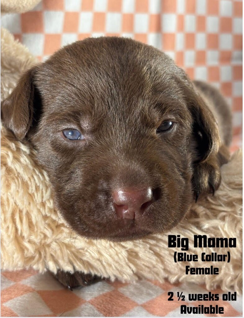 two-week-old Chocolate Labrador Retriever puppy