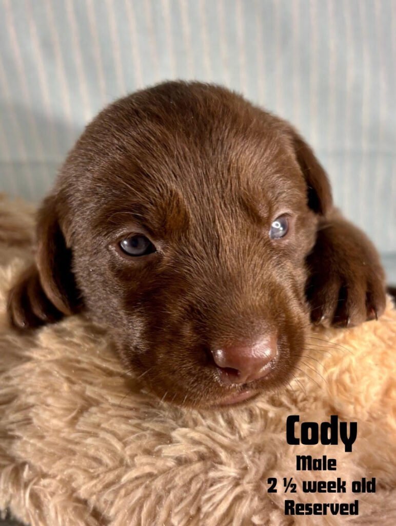 two-week-old Chocolate Labrador Retriever puppy