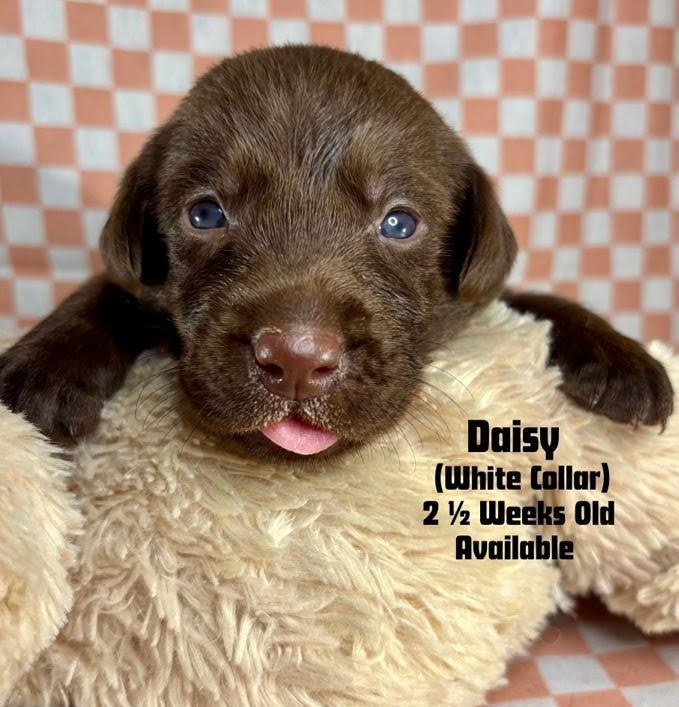 two-week-old Chocolate Labrador Retriever puppy