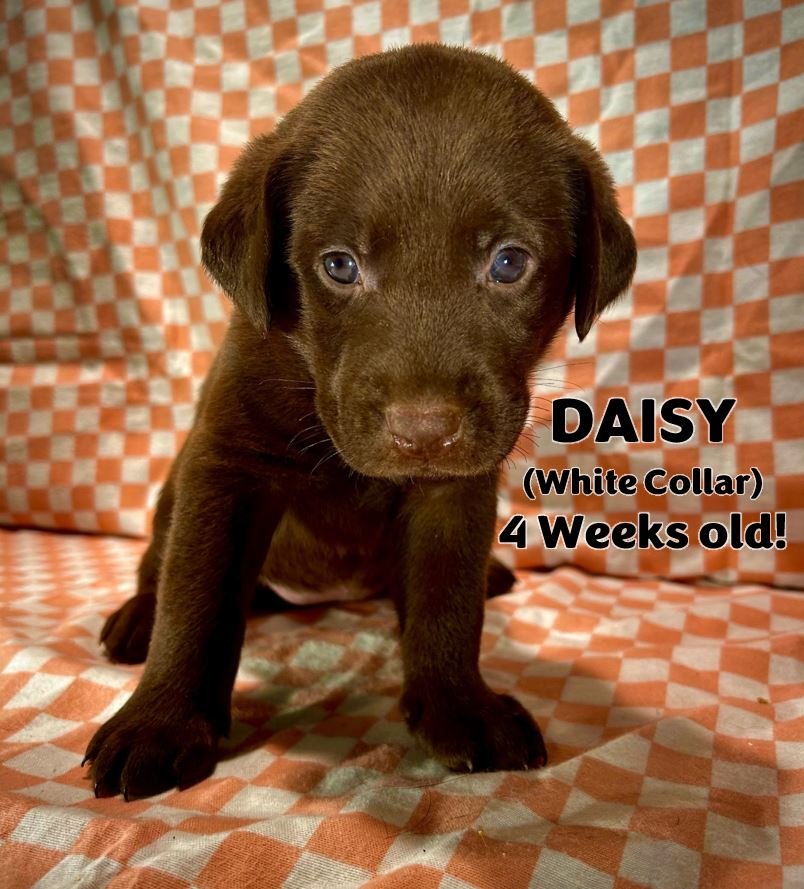 Chocolate lab puppy