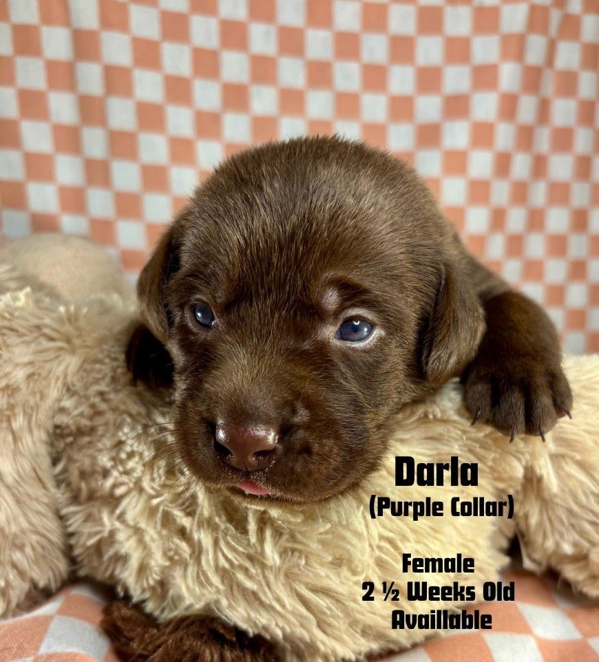 two-week-old Chocolate Labrador Retriever puppy