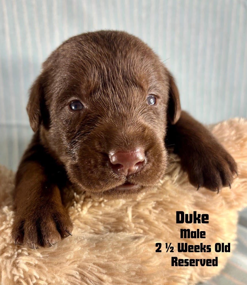 two-week-old Chocolate Labrador Retriever puppy