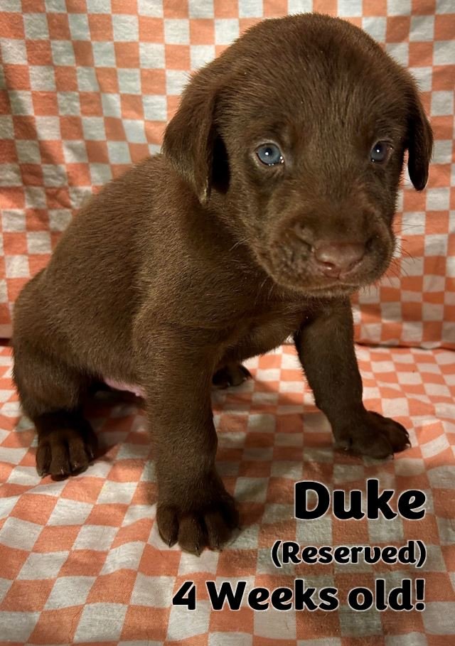 Chocolate Labrador Retriever puppy
