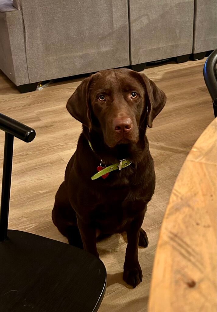 Chocolate Labrador Retriever