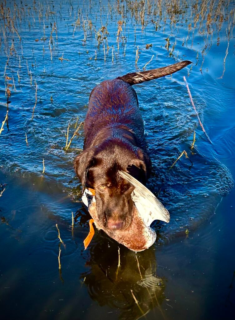 Labrador Retriever retrieving a duck