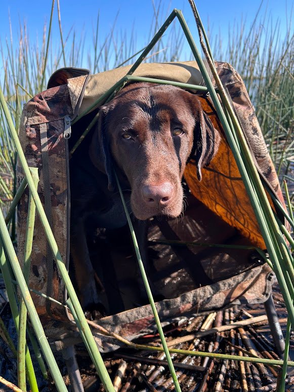 Chocolate labrador retriever in the duck hunting blind.