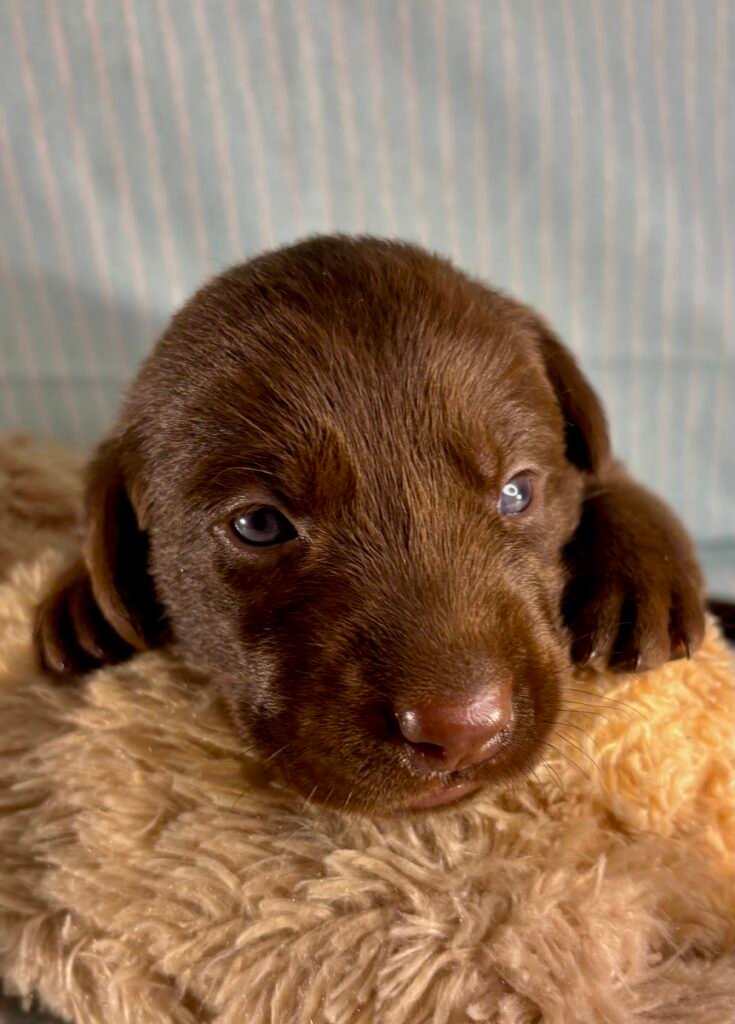 Chocolate Labrador Retriever puppy