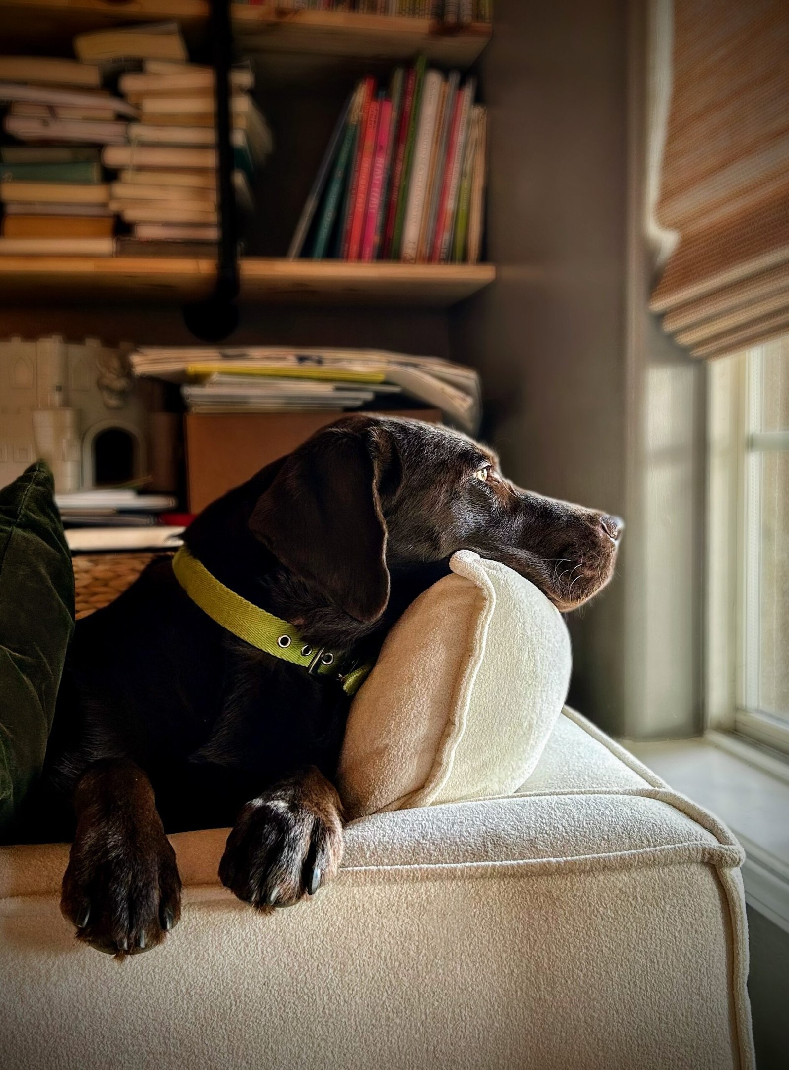 Chocolate Labrador Retriever