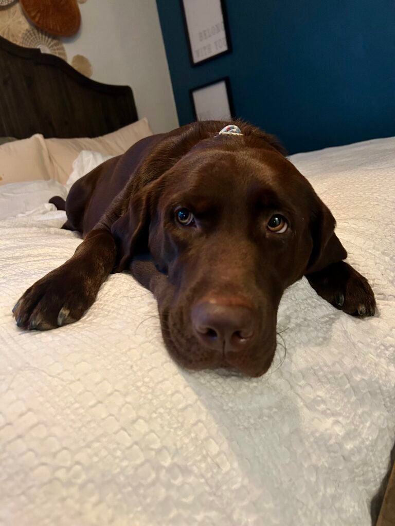 Chocolate Labrador Retriever