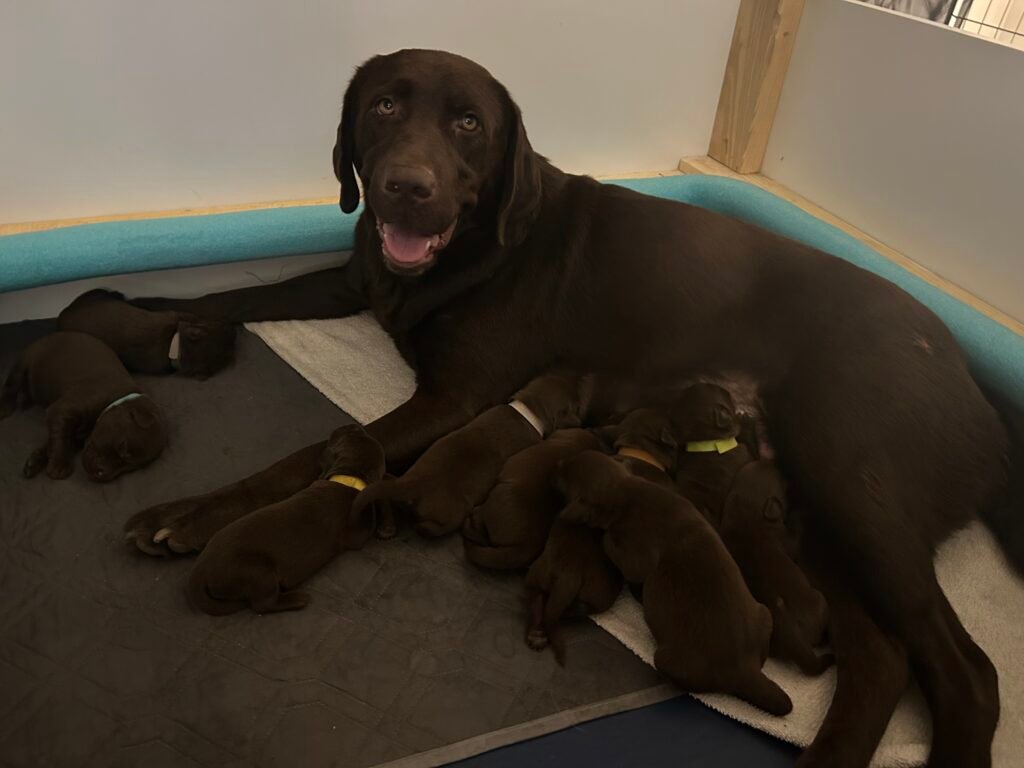 Chocolate labrador litter