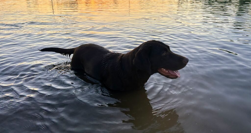 Labrador Retriever swimming