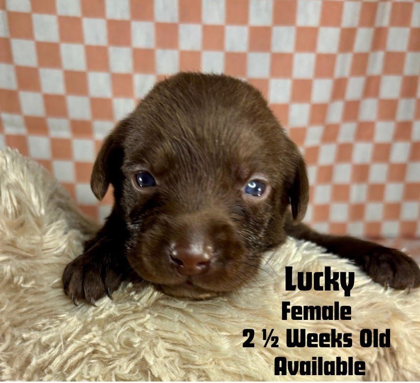 two-week-old Chocolate Labrador Retriever puppy