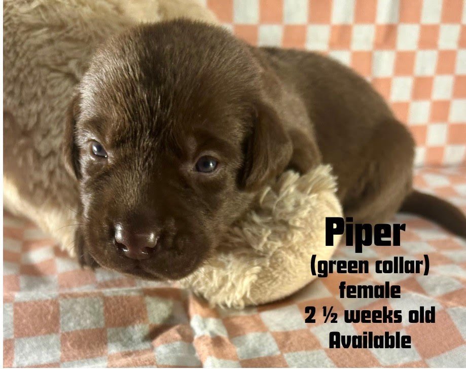 two-week-old Chocolate Labrador Retriever puppy