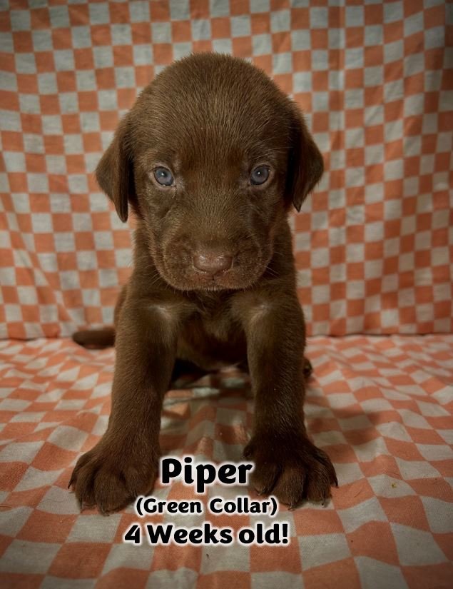 Chocolate Labrador Retriever puppy