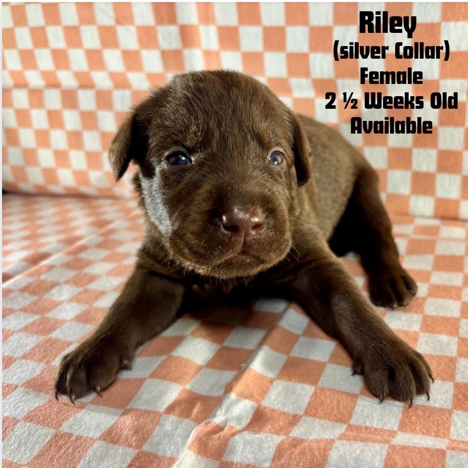 two-week-old Chocolate Labrador Retriever puppy