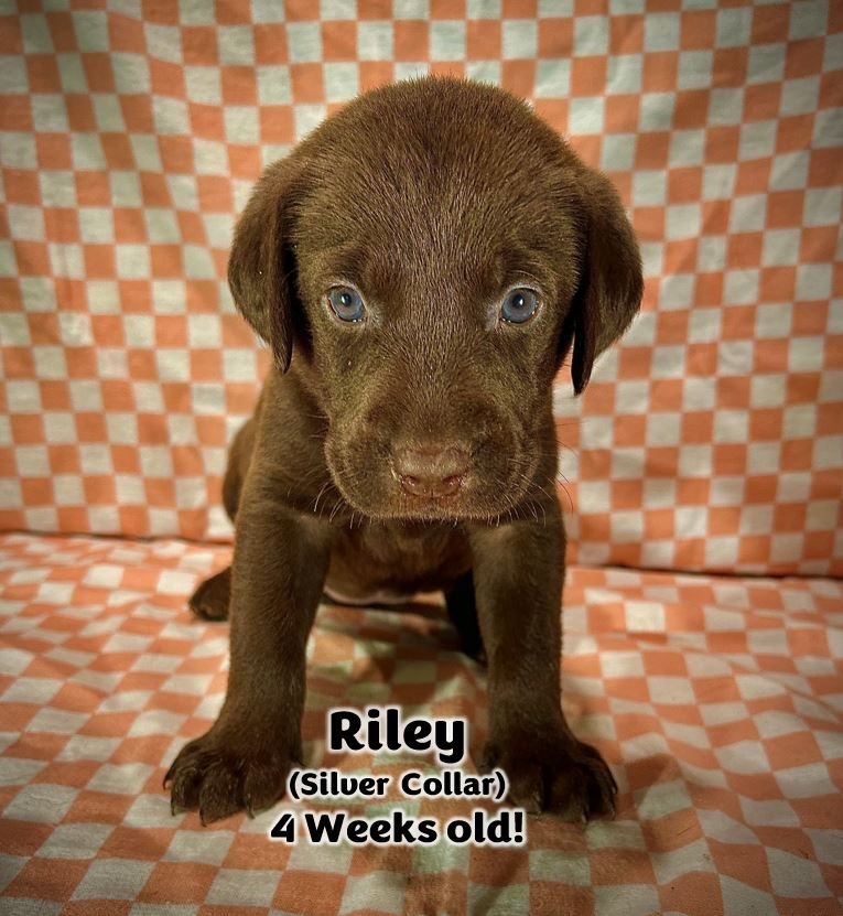 Chocolate Labrador Retriever puppy