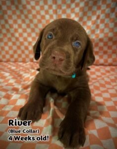 Chocolate Labrador Retriever puppy