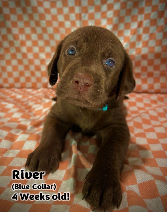 Chocolate Labrador Retriever puppy