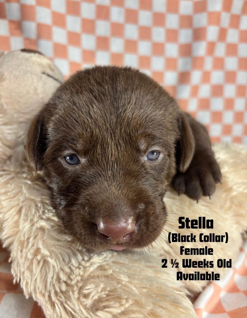 two-week-old Chocolate Labrador Retriever puppy