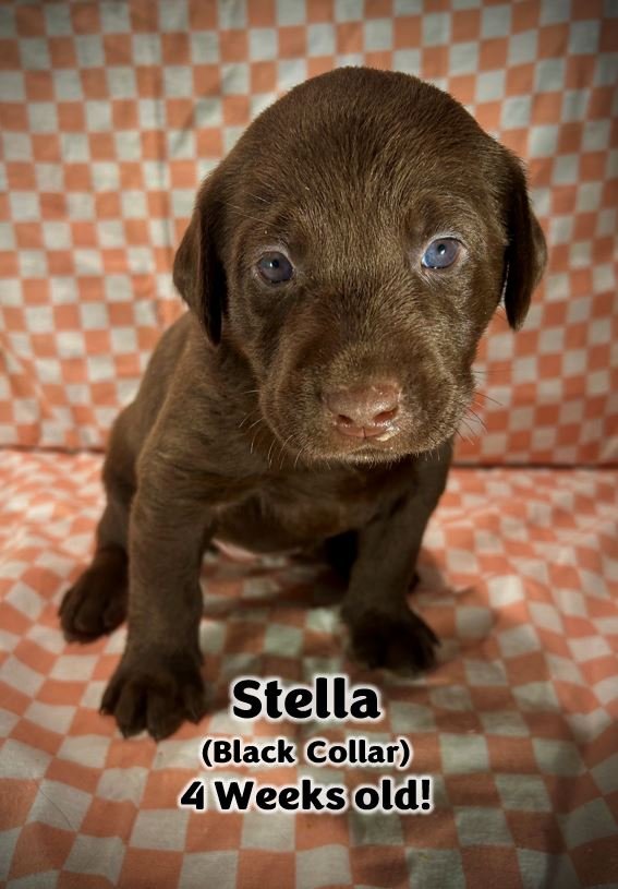Chocolate Labrador Retriever puppy