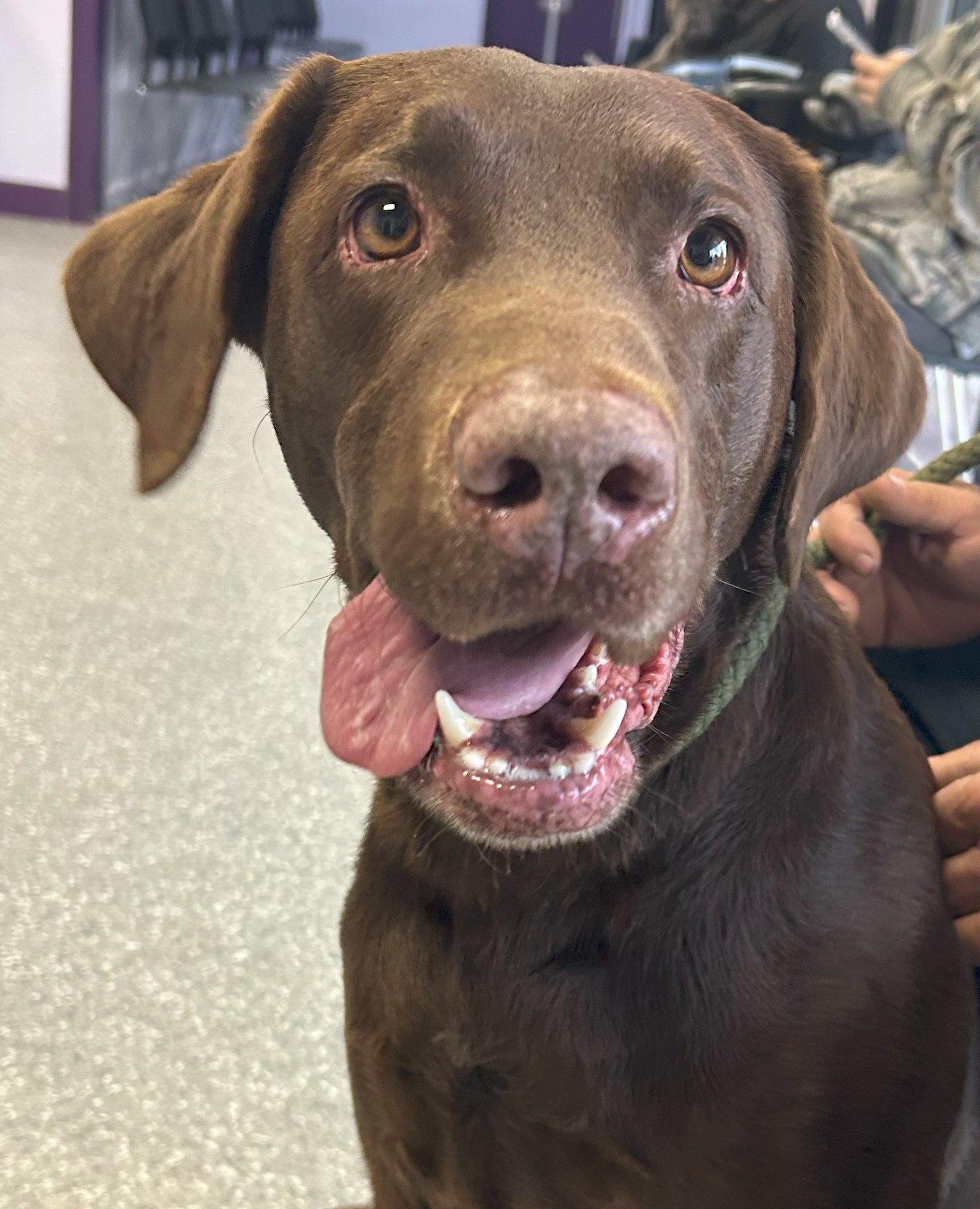 Chocolate American Labrador Retriever