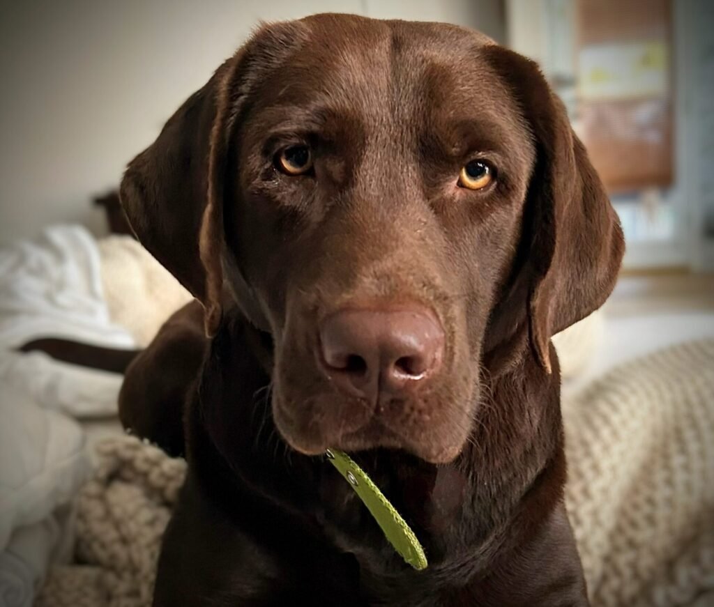 Chocolate Labrador Retriever