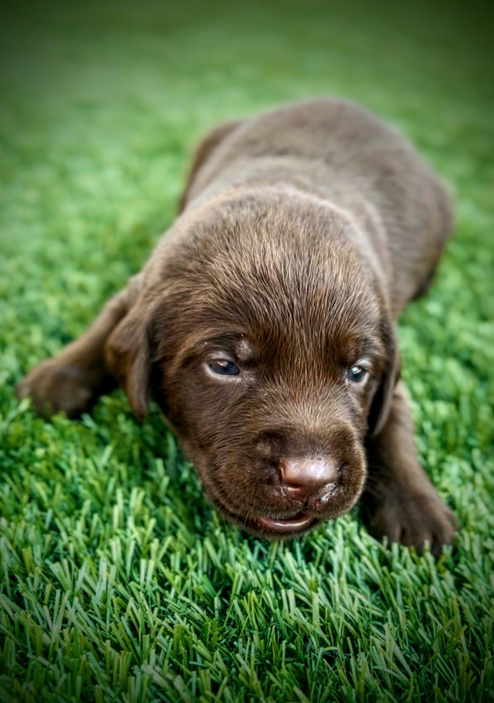 Chocolate Labrador Retriever puppy