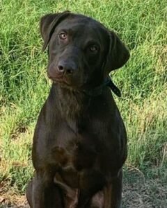 Chocolate American labrador retriever