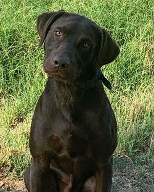 Chocolate American labrador retriever